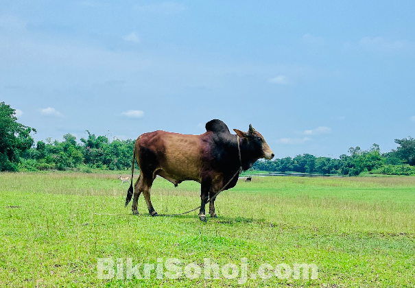 মাশা আল্লাহ  ঈদের জন্য প্রস্তুত